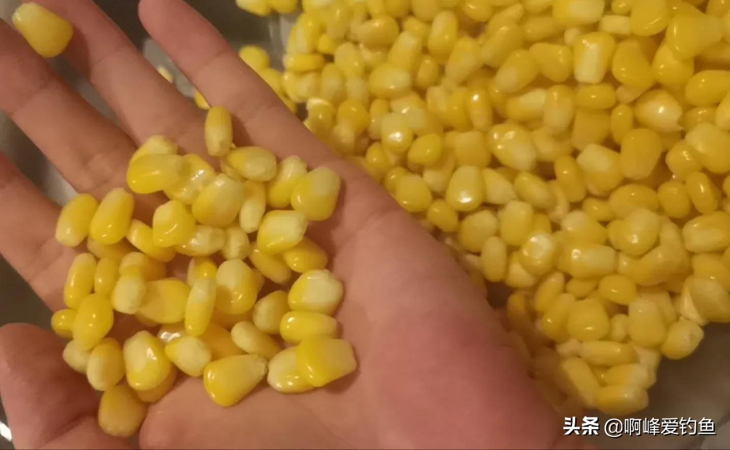 玉米饵钓鱼效果如何呢,万能钓鱼饵料是真的吗