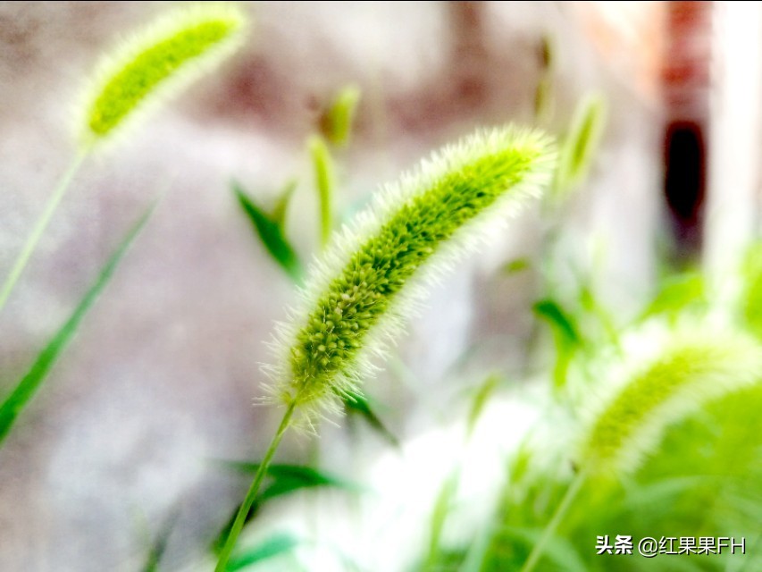 狗尾巴草也有它独特的美,曾经不起眼的狗尾巴草