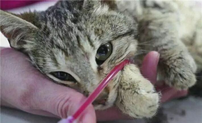 猫咪肺水肿有什么并发症,猫咪突发肺水肿非心源性