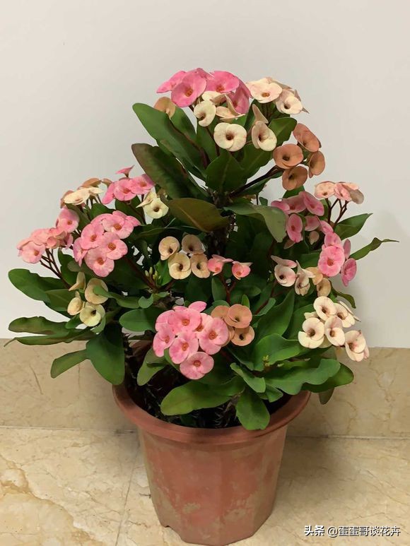 虎刺梅一直不长怎么办,虎刺梅开花后该怎么处理