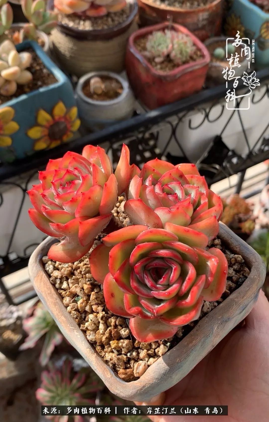 寒冷的冬季唯有多肉,冬日里的多肉宛如雪莲花