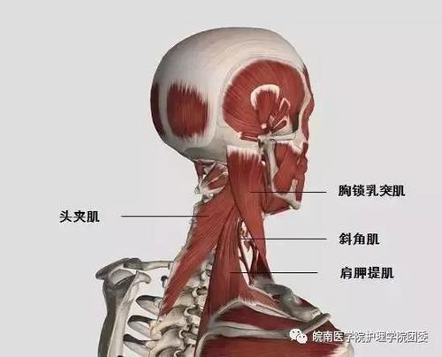 落枕一招搞定是真的吗,落枕的十个征兆