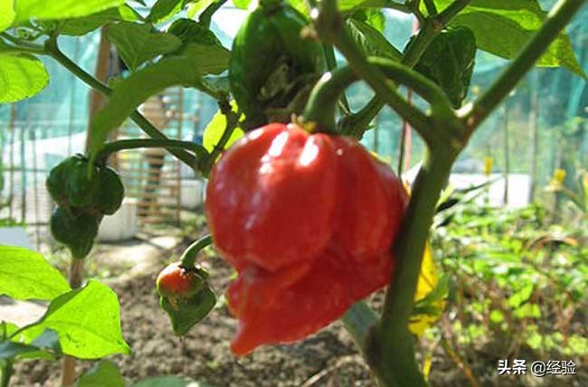 世界上最辣的辣椒排行榜前10名,世界上最辣的巧克力在哪里买