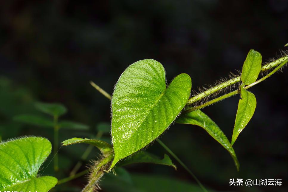 腌蔼青春去，苍茫白露稀
