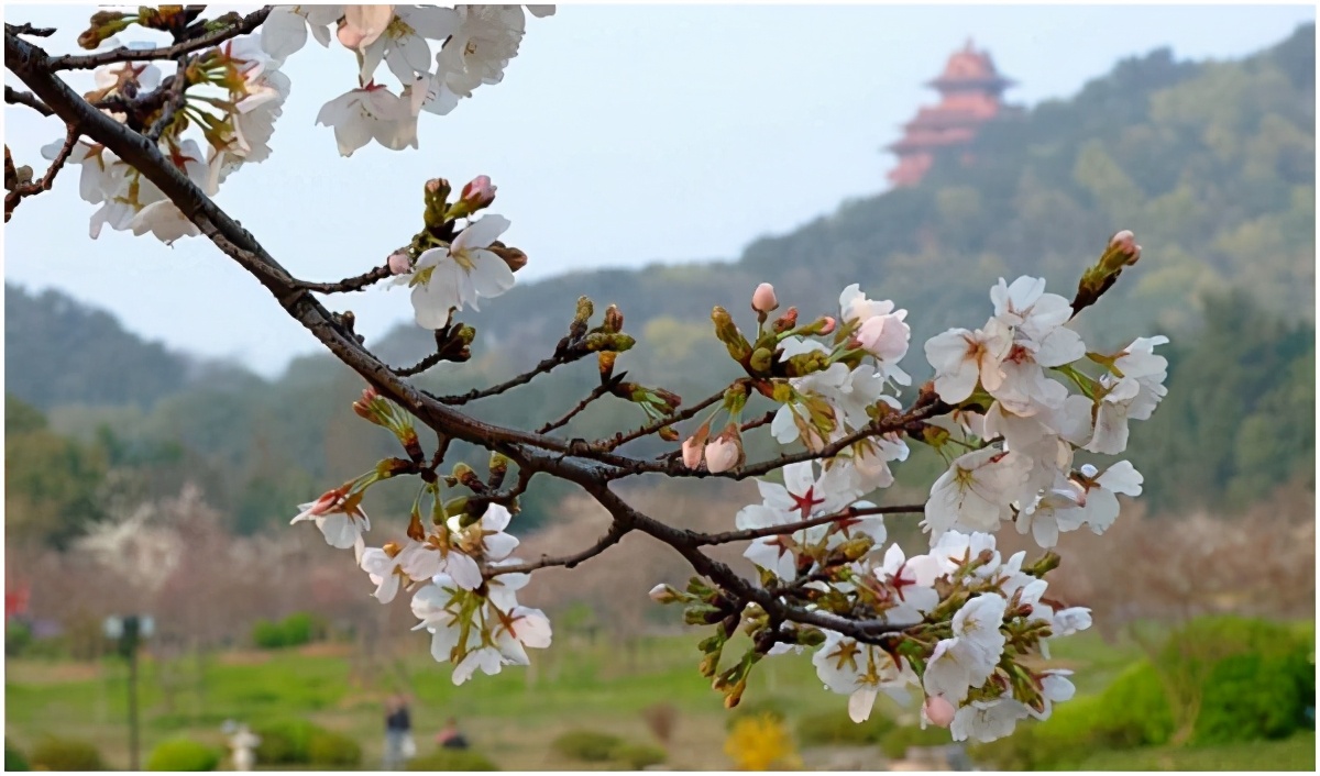 湖北武汉东湖海洋乐园,湖北武汉东湖风景区简介