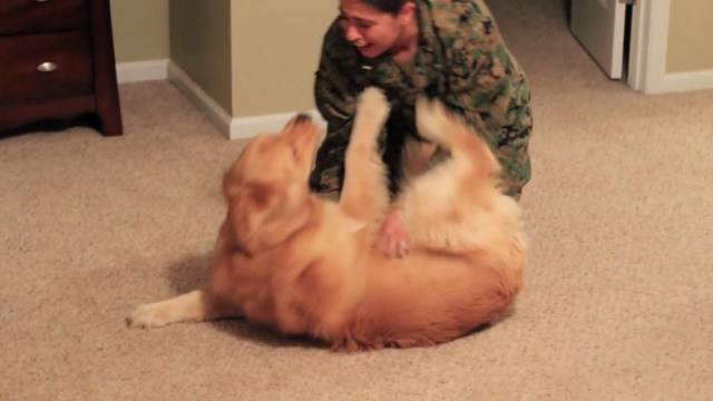 狗狗在夜里面突然狂叫是什么原因,狗狗晚上老是乱叫这两招帮你解决