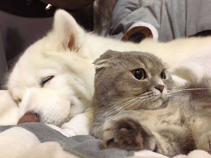 动物舌头的“功能”针对动物来说舌头而是一件“厉害的*器武**”