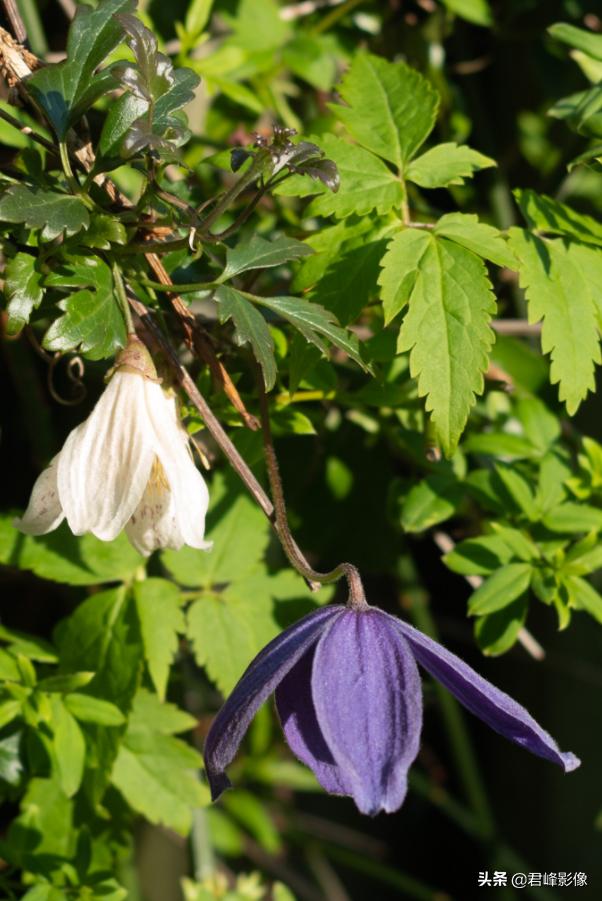 徕卡sl系列推荐,徕卡sl2和m11