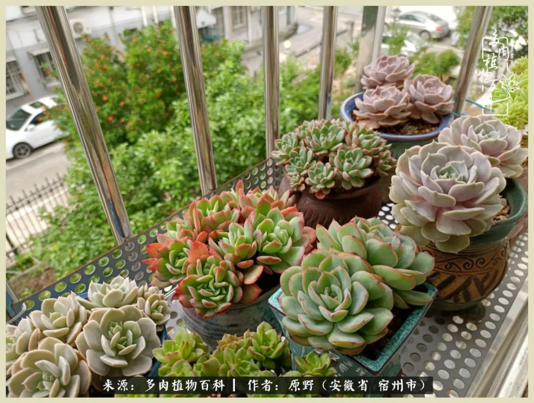 梅雨袭，酷暑至，多肉进入历劫季