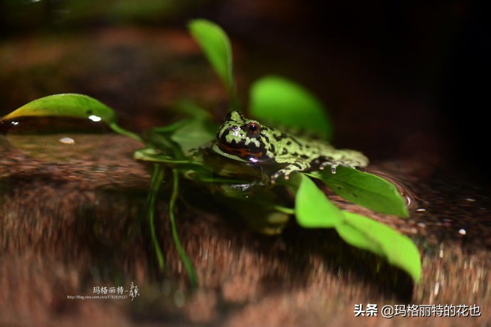 雨林缸可以养的蜥蜴,鱼缸改造封闭式雨林缸养蜥蜴
