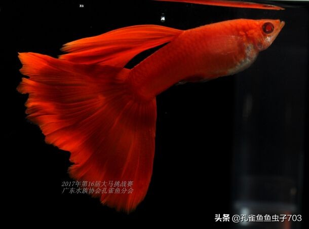 孔雀鱼100条,孔雀鱼20缸10条鱼