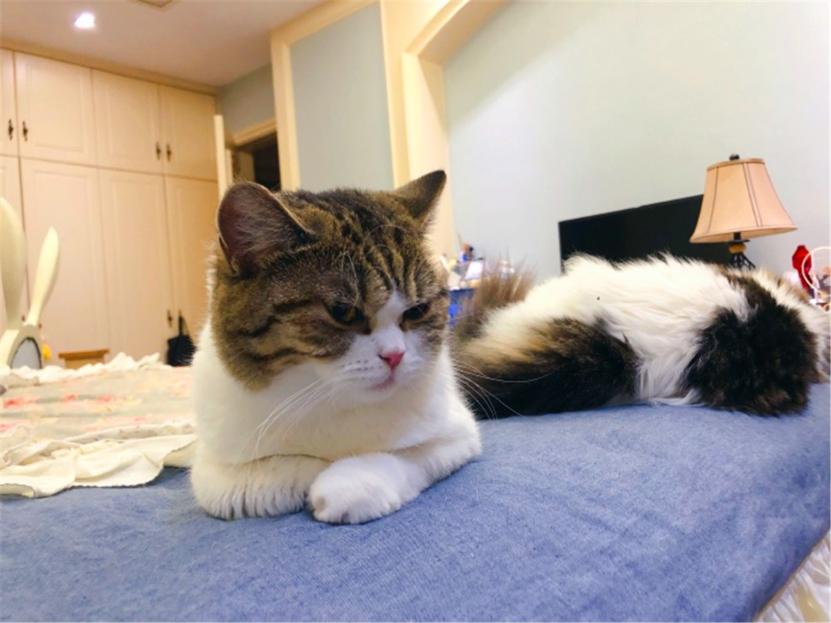 被猫抓伤得了猫抓病,被猫抓伤了可以不打疫苗吗