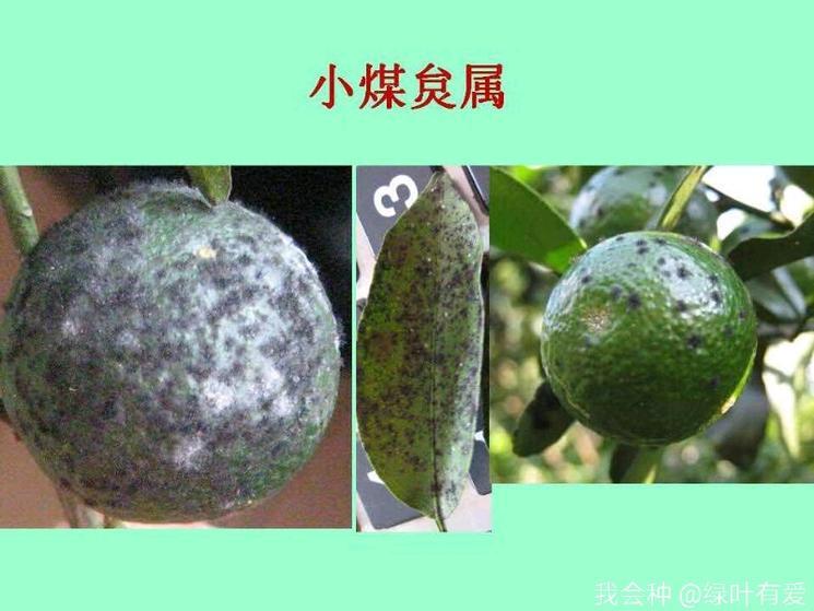 柑橘煤烟病怎么防治,柑橘煤烟病怎么治