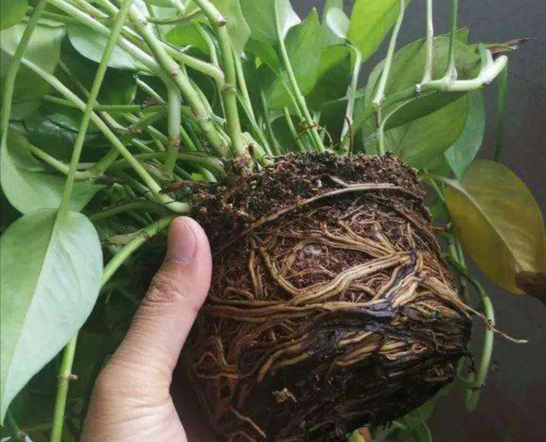 养绿萝只放水,绿萝怎么养才能更旺盛不用肥料养