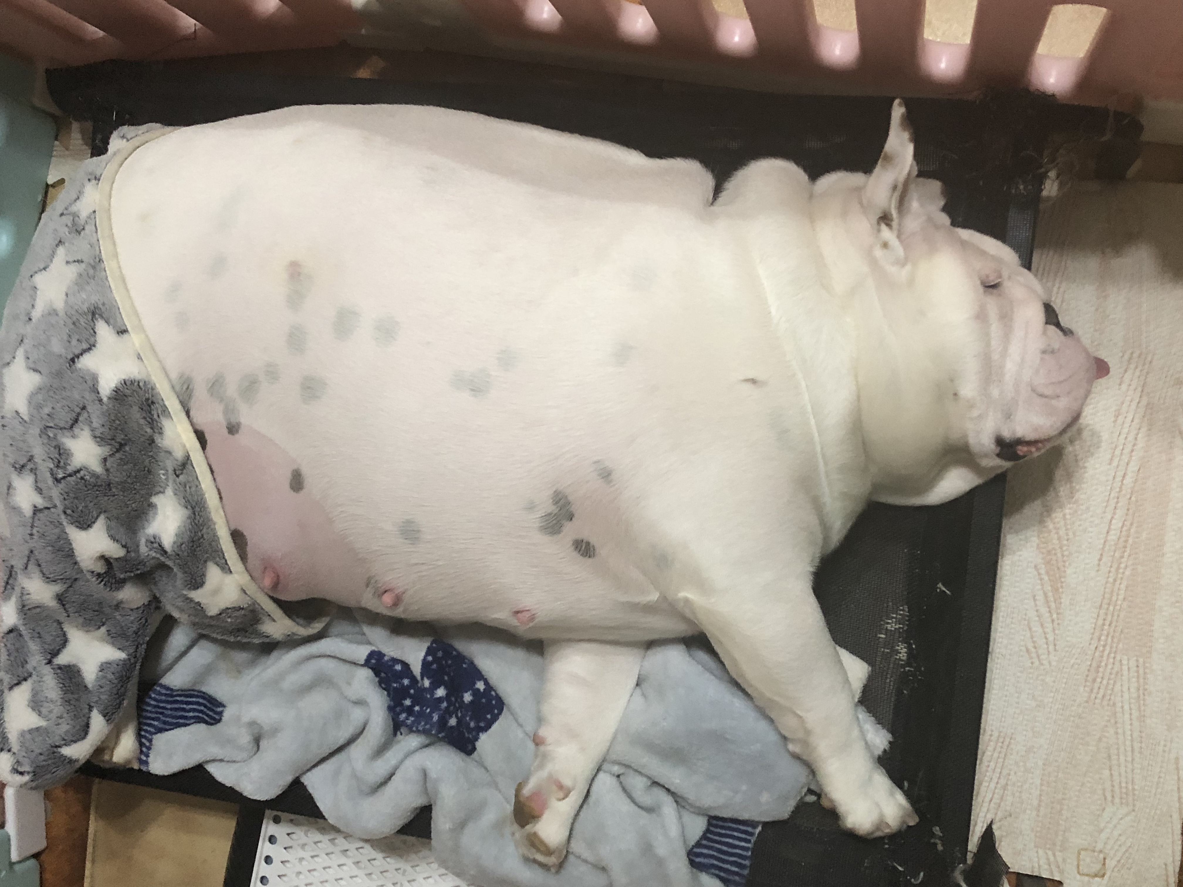 英牛的孕产记实——一场生死线上的考验