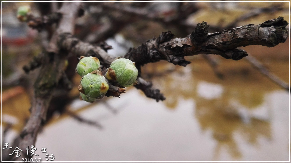 灏忓纰х帀璇楀彞,娓呯鍙汉灏忓纰х帀