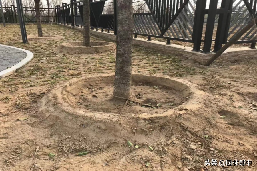 大树移植后浇水的正确方法,大树移植后施什么肥料