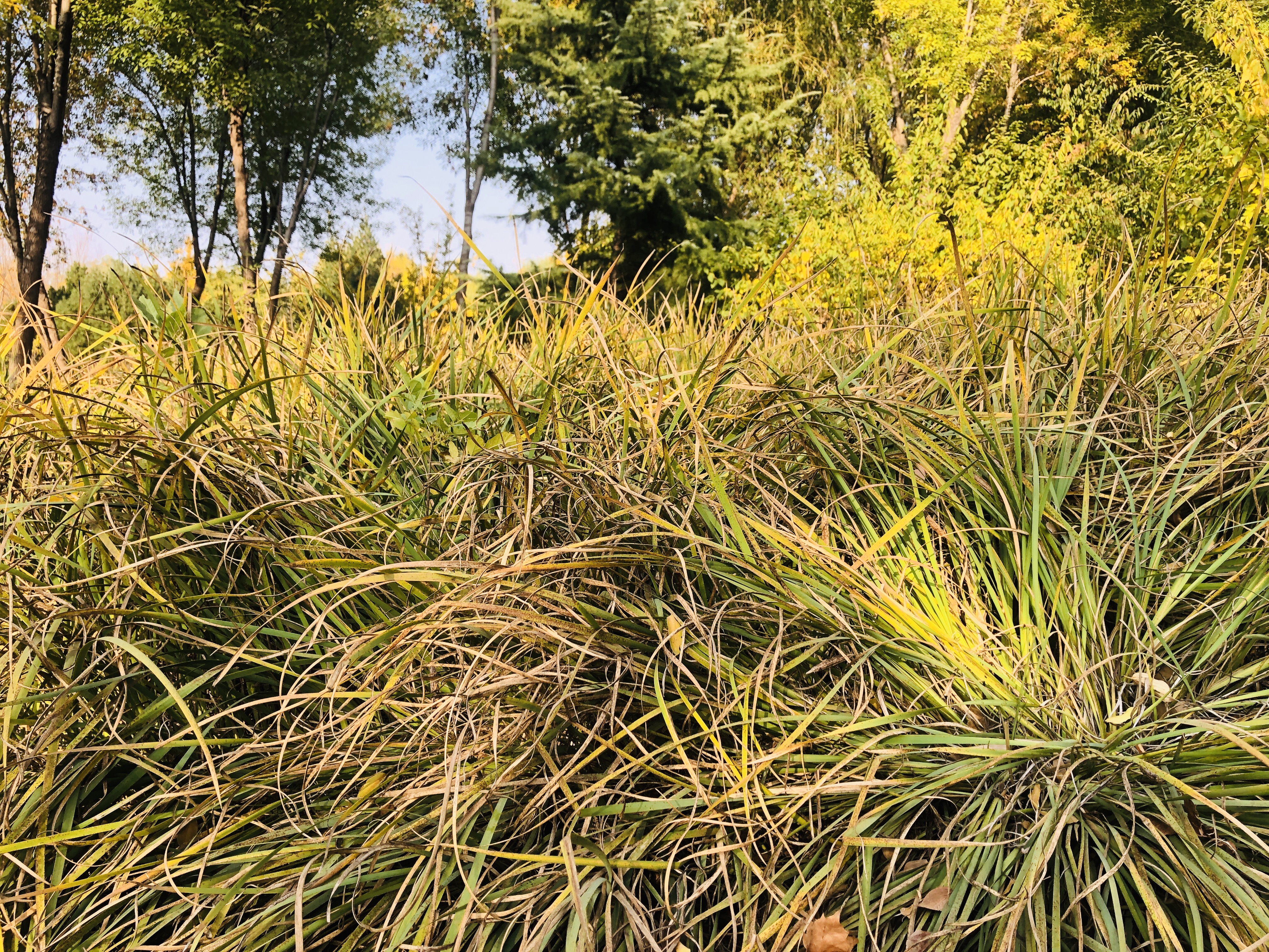雨后的济南森林公园美景让人陶醉,济南森林公园美成“童话”