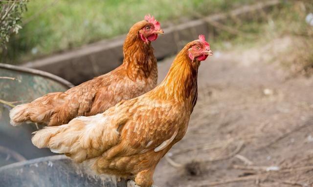 澳大利亚新冠病毒疫情最新,澳大利亚有新冠病毒