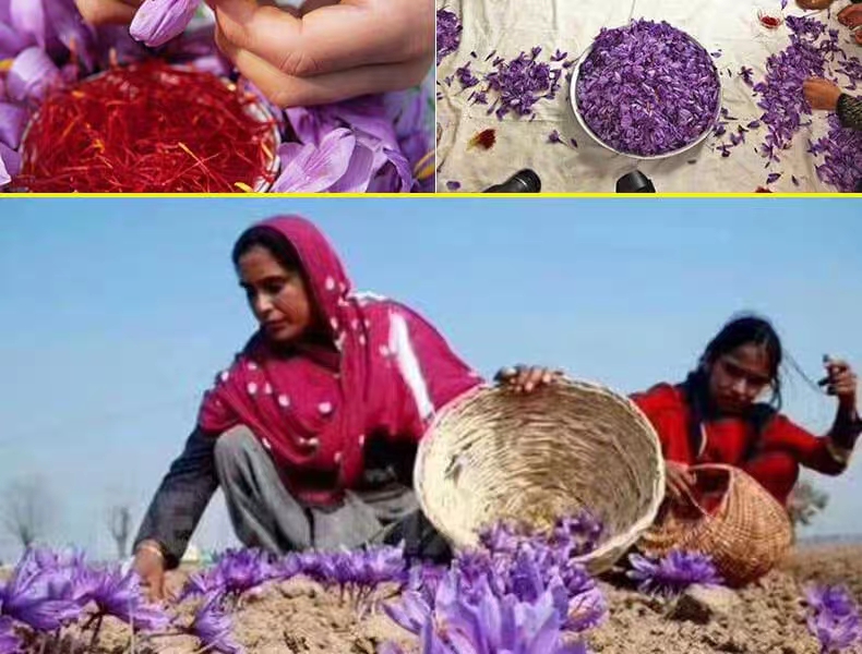 藏红花产地是在中国上海崇明吗,藏红花产地伊朗为什么叫藏红花呢