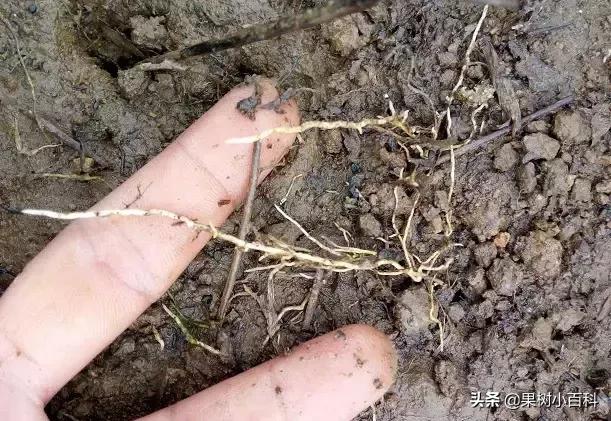 作物的根系好不好，直接决定作物的产量，柑橘尤其如此