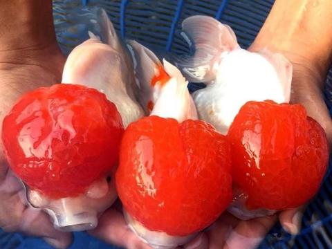 鸿运当头金鱼习性,鹤顶红鸿运当头金鱼喂什么粮