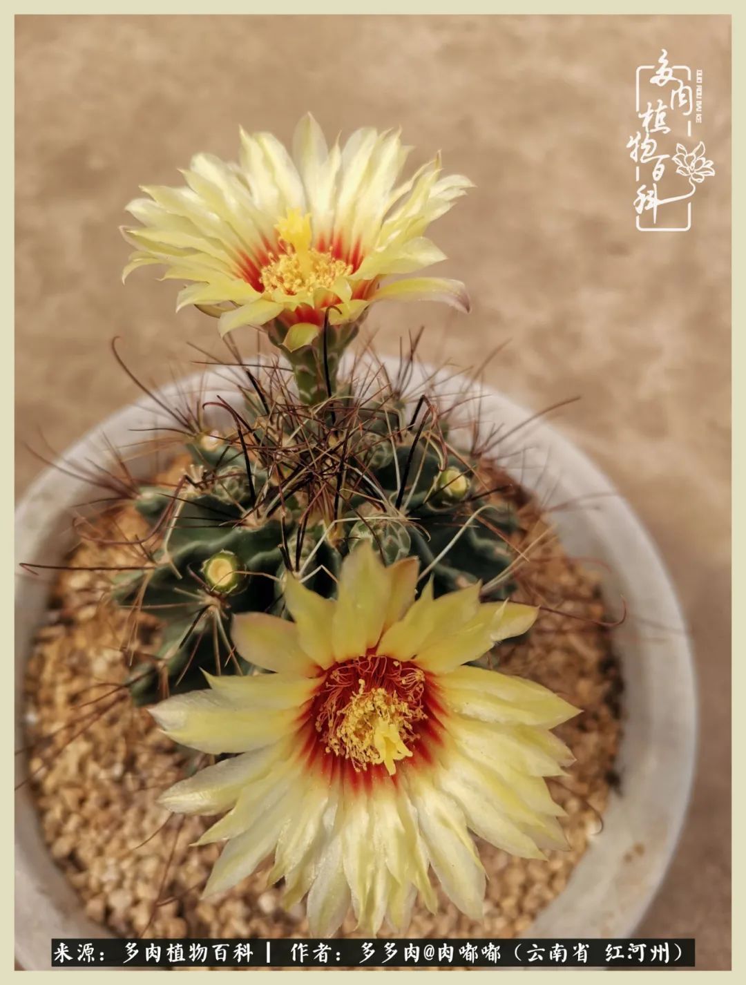 这个春天我们一起去赏花,这个季节我们一起去看花