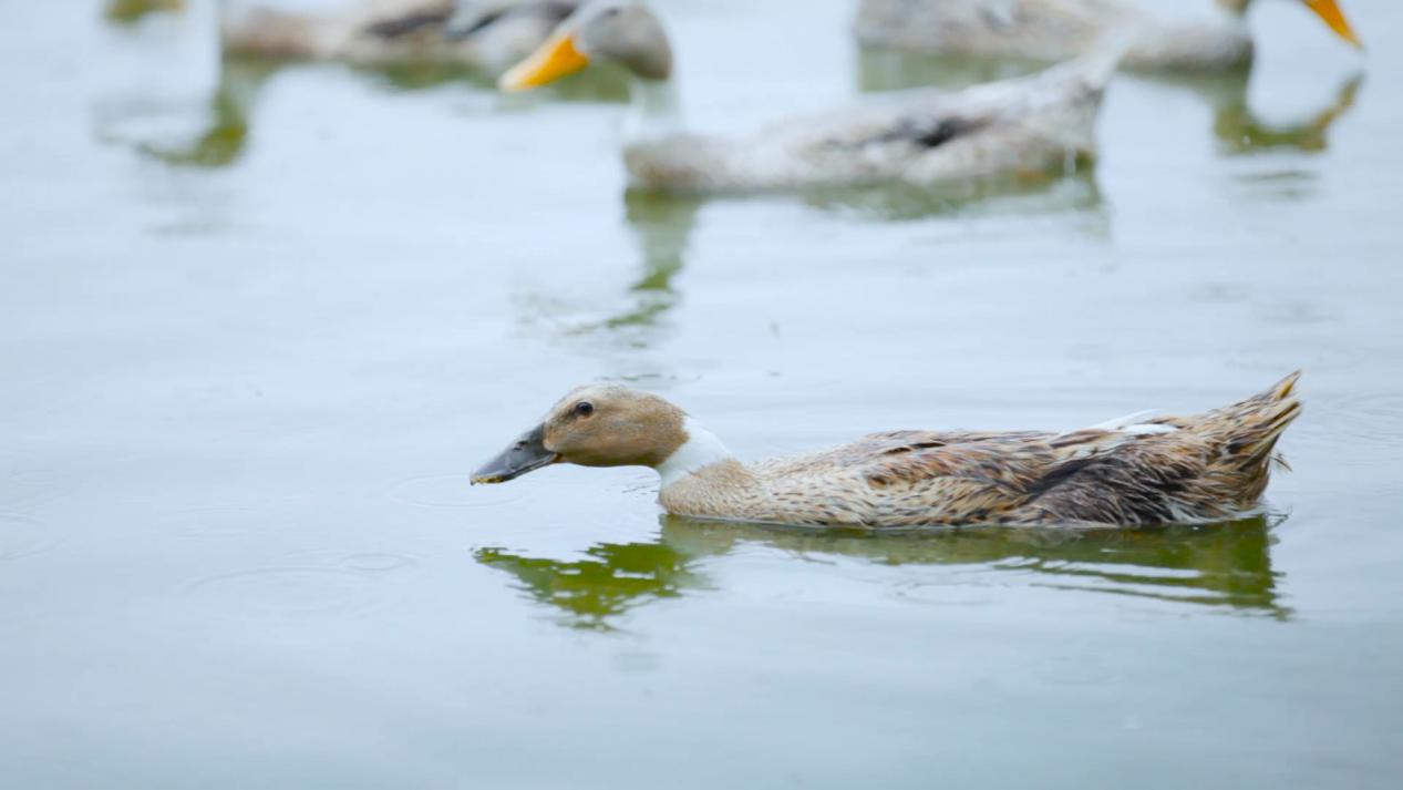 鸭子煮法大全家常做法,鸭子软烂