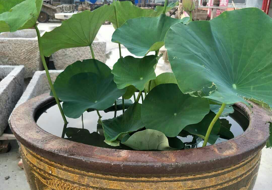 荷花怎样养才能开花,怎么养荷花可以一年四季都开花呢