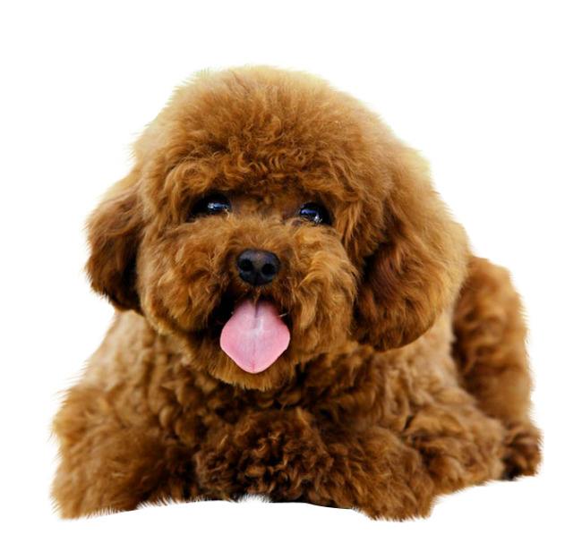 泰迪喂养指南教你如何养好泰迪犬,新手饲养泰迪犬的7个问题