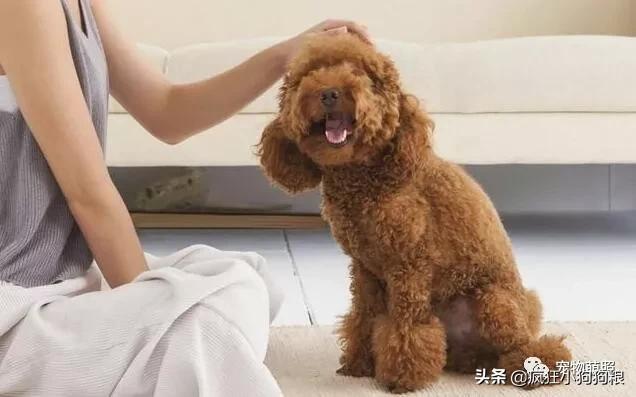 要知道狗狗是否把你看做主人，摸它这5个地方就清楚