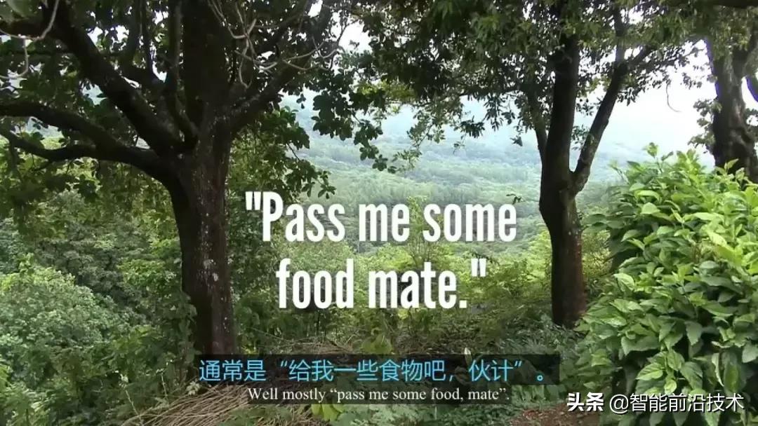 神奇“树联网”，地球本身是一个巨大的超生物体