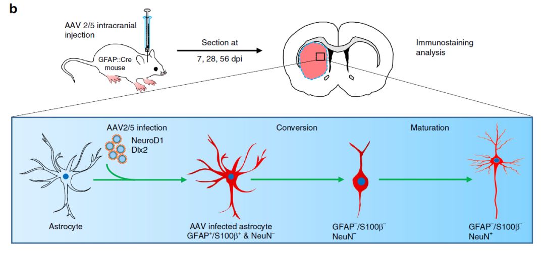 暨南大学陈功团队最新消息,暨南大学陈功教授治疗脑中风研究