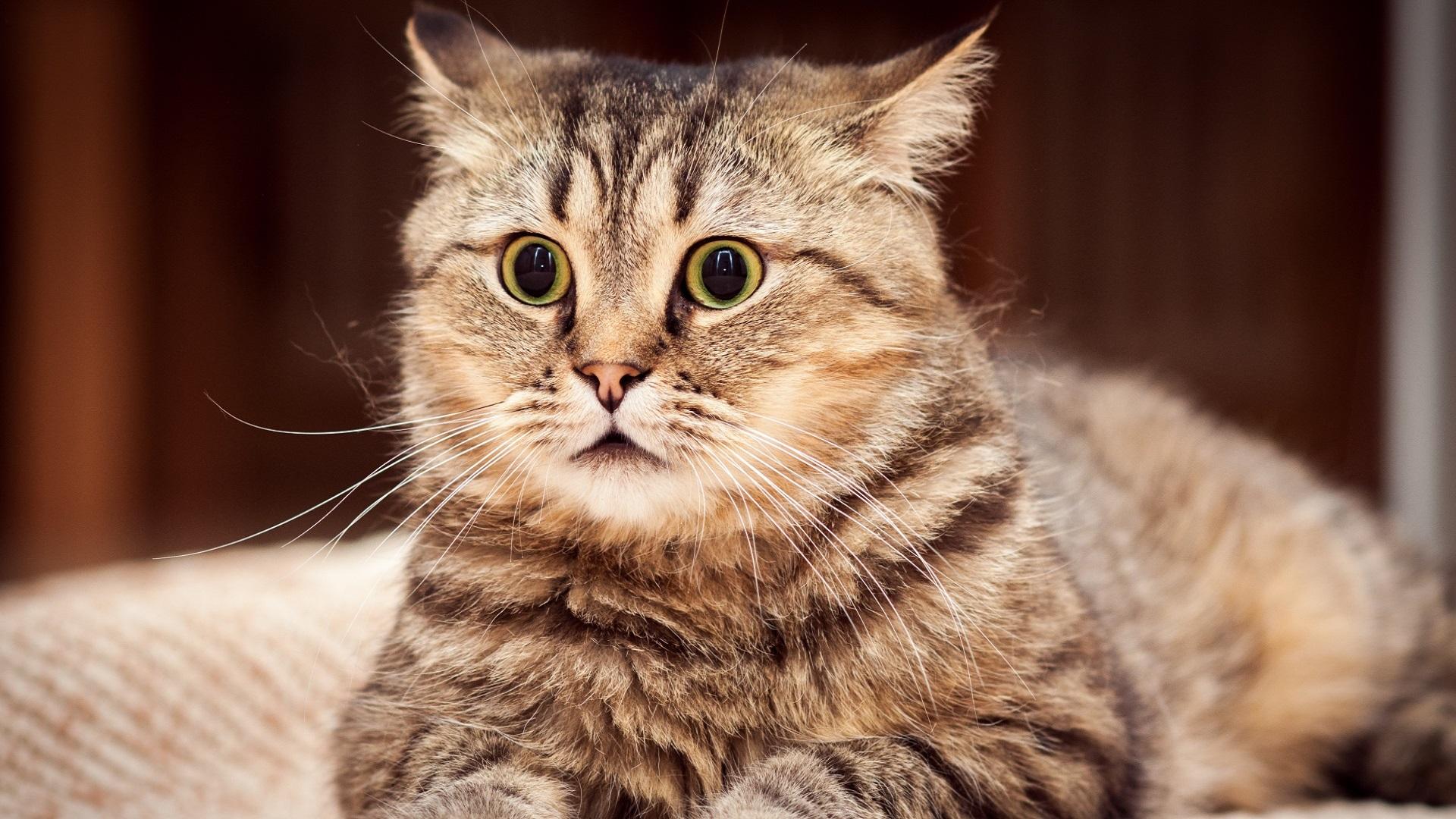 猫咪特别怕人警惕性很高怎么办,如何让猫咪不怕人的三个方法