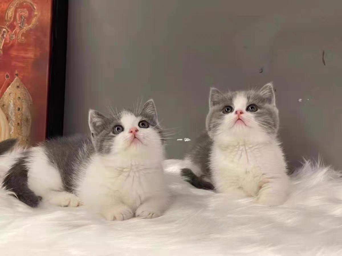 三个月猫咪吃什么牌子猫粮,猫咪的粮食什么牌子好