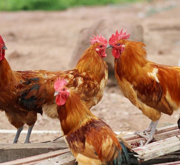 食材分享｜渐渐消失的美味，野味十足的河庄大骨鸡，壮而不肥