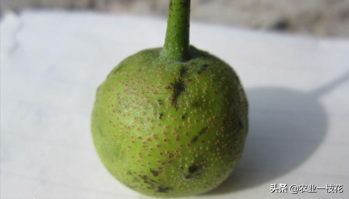 梨树黑星病和叶斑病辨别,梨树黑星病害视频