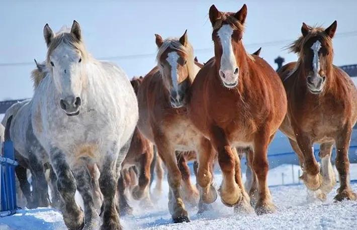 马肉为什么每6种都没人吃,马肉为什么基本上没人敢吃