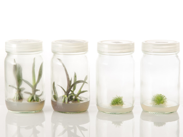 香蕉苗可以种植吗,香蕉苗可以直接种吗