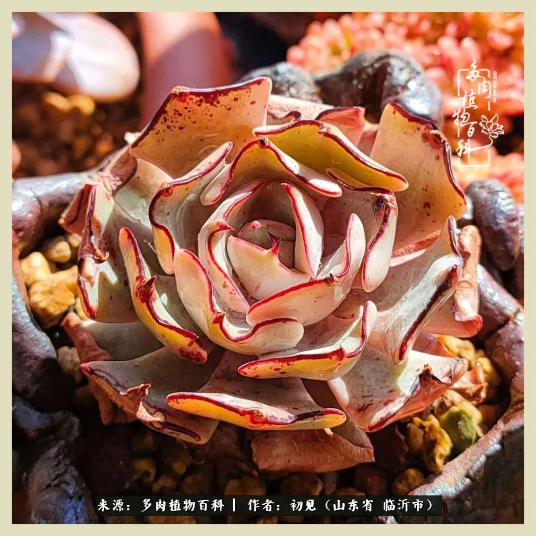 和多肉植物相伴,和多肉相处的心情