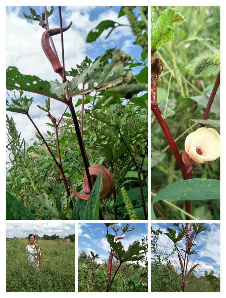种地用的自制酵素,酵素种地效果怎么样