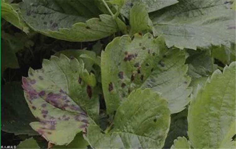 草莓匍匐茎坏死是什么病,草莓炭疽病根腐病怎么治