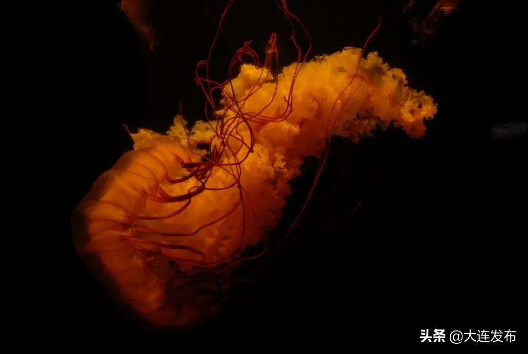 老虎滩旅游优惠,老虎滩61周岁门票优惠政策