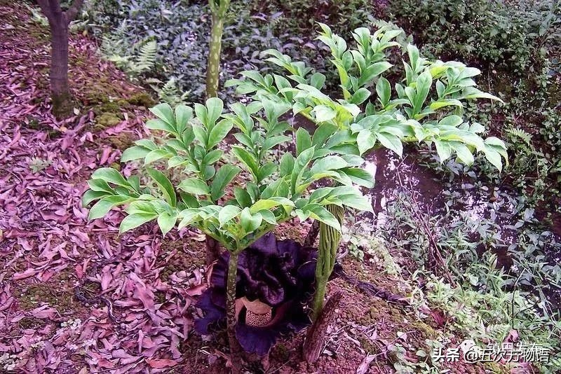 天南星不适合什么人吃,天南星跟南星一样吗有毒吗