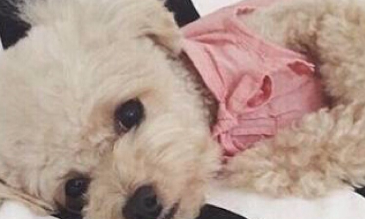 泰迪最怕的几件事是什么,如果泰迪返灰返的不好咋办