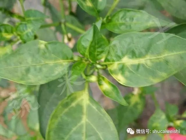 天气转凉的安全常识,强降温会引起药害吗