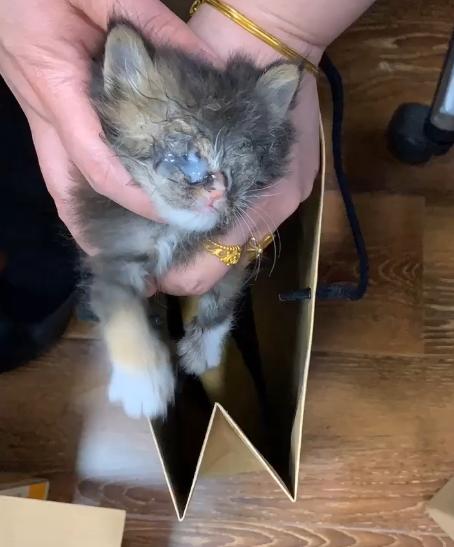 捡到一只流浪猫眼睛烂了怎么办,捡了一只生病的小奶猫