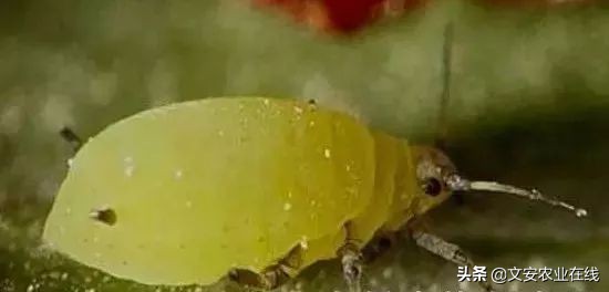 红薯地怎么杀灭地下害虫,地下害虫最佳灭虫方法