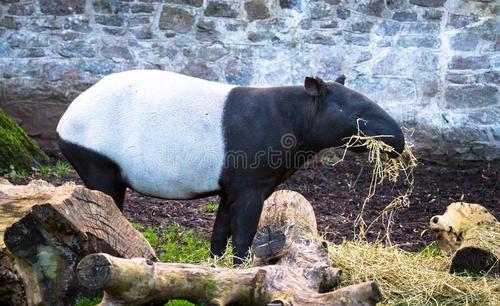 蚩尤骑熊猫战败图,当年蚩尤真的是骑着熊猫打仗的吗