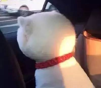 给萨摩耶犬剃毛,给萨摩耶剃毛怎么才能让它不动